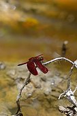 Grasshawk Dragonfly on a twig - Taman Negara Malaysia