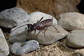 Giant Vinegarroon on peebles - Chiricahua Mountains Arizona