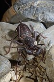 Giant Vinegarroon on peebles - Chiricahua Mountains Arizona