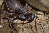 Portrait of Giant Vinegarroon - Chiricahua Mountains Arizona