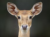 Portrait of doe barasingha - Haute-Touche Animal Park