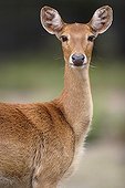 Portrait of doe barasingha - Haute-Touche Animal Park