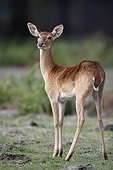 Doe barasingha - Haute-Touche Animal Park France