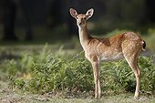 Doe barasingha - Haute-Touche Animal Park France