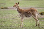 Young male barasingha - Haute-Touche Animal Park France