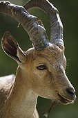 Portrait of Nubian Ibex - Haute-Touche Animal Park