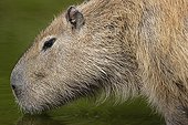 Portrait of Capybara in water - Haute-Touche Animal Park