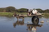 Man on wagon looking for water - Lake Awasa Ethiopia 