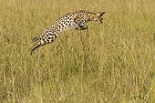 Serval hunting in the tall grass - Masai Mara Kenya 