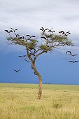 White Storks on a tree for the night - Masai Mara Kenya