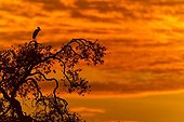 African open-billed Stork on tree at dawn - Masai Mara Kenya