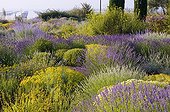 Lavenders in bloom in a mediterranean garden