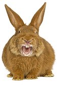 Rabbit Fauve de Bourgogne on white background