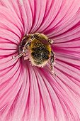 Honey bee foraging a Hollyhock - France