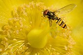 Hoverfly on flower Hypericum - France