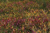 Scotch heath and Western gorse - Brittany France