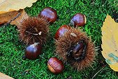 Chestnuts on undergrowth mousse - Alsace France