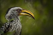 Portrait of Southern Yellow-billed Hornbill - Kruger RSA