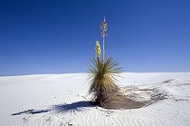 Soaptree Yucca on sand dune - White Sands NM New Mexico