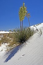 Soaptree Yucca on sand dune - White Sands NM New Mexico