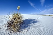 Soaptree Yucca on sand dune - White Sands NM New Mexico