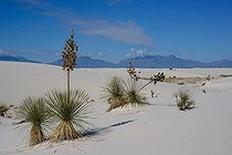 Soaptree Yucca on sand dune - White Sands NM New Mexico