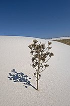 Soaptree Yucca on sand dune - White Sands NM New Mexico ; Buried under the dune. Leaves used by Amerindians to make sandals, cloth and cords. Roots used as the soap and shampoo.