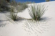 Soaptree Yucca on sand dune - White Sands NM New Mexico ; Buried under the dune. Leaves used by Amerindians to make sandals, cloth and cords. Roots used as the soap and shampoo.