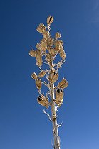 Soaptree Yucca capsules - White Sands NM New Mexico ; Leaves used by Amerindians to make sandals, cloth and cords. Roots used as the soap and shampoo.