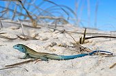 Little white whiptail lizard - White Sands NM