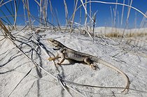 White sands Prairie Lizard - White Sands NM New-Mexico