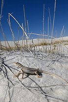 White sands Prairie Lizard - White Sands NM New-Mexico