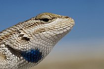 White sands Prairie Lizard - White Sands NM New-Mexico