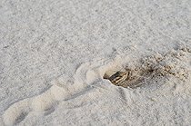 White sands Prairie Lizard - White Sands NM New-Mexico