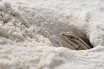 White sands Prairie Lizard - White Sands NM New-Mexico