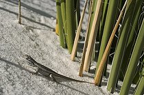 White sands Prairie Lizard - White Sands NM New-Mexico