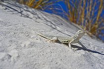 Bleached earless Lizard - White Sands NM New-Mexico