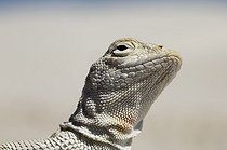 Bleached earless Lizard - White Sands NM New-Mexico