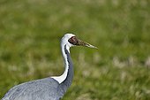 Portrait of a White-naped crane in a field - Japan