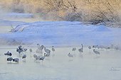 Red-crowned Crane in a river in winter - Hokkaido Japan