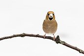 Hawfinch male on a branch in winter - France
