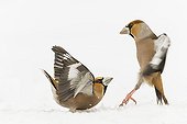 Hawfinch male fighting in the snow - France