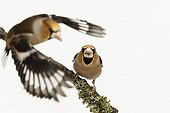 Hawfinch male fighting on a branch - France