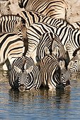 Burchell's Zebras at the waterhole - Etosha Namibia