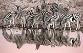 Burchell's Zebras at the waterhole at dawn - Etosha Namibia