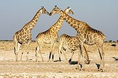 Giraffes at the waterhole - Etosha Namibia