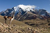 Guanaco on rocks - Torres del Paine Chile