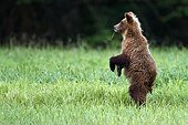 Grizzly standing in grass - British Columbia Canada