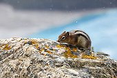 Golden-mantled ground squirrel on rock - Banff Canada