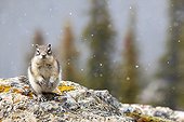 Golden-mantled ground squirrel in snow - Banff Canada